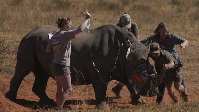 A sedated rhino is being prepared before a hole is drilled into its horn and isotopes carefully inserted, at a rhino orphanage in Mokopane, South Africa, Thursday, July 31, 2025. (AP Photo/Alfonso Nqunjana)