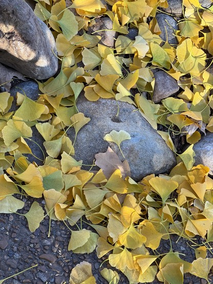 Pile of bright yellow fan shaped ginkgo leaves on the ground. 