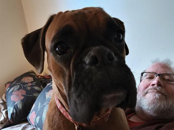 a boxer dog lying on top of an older man
